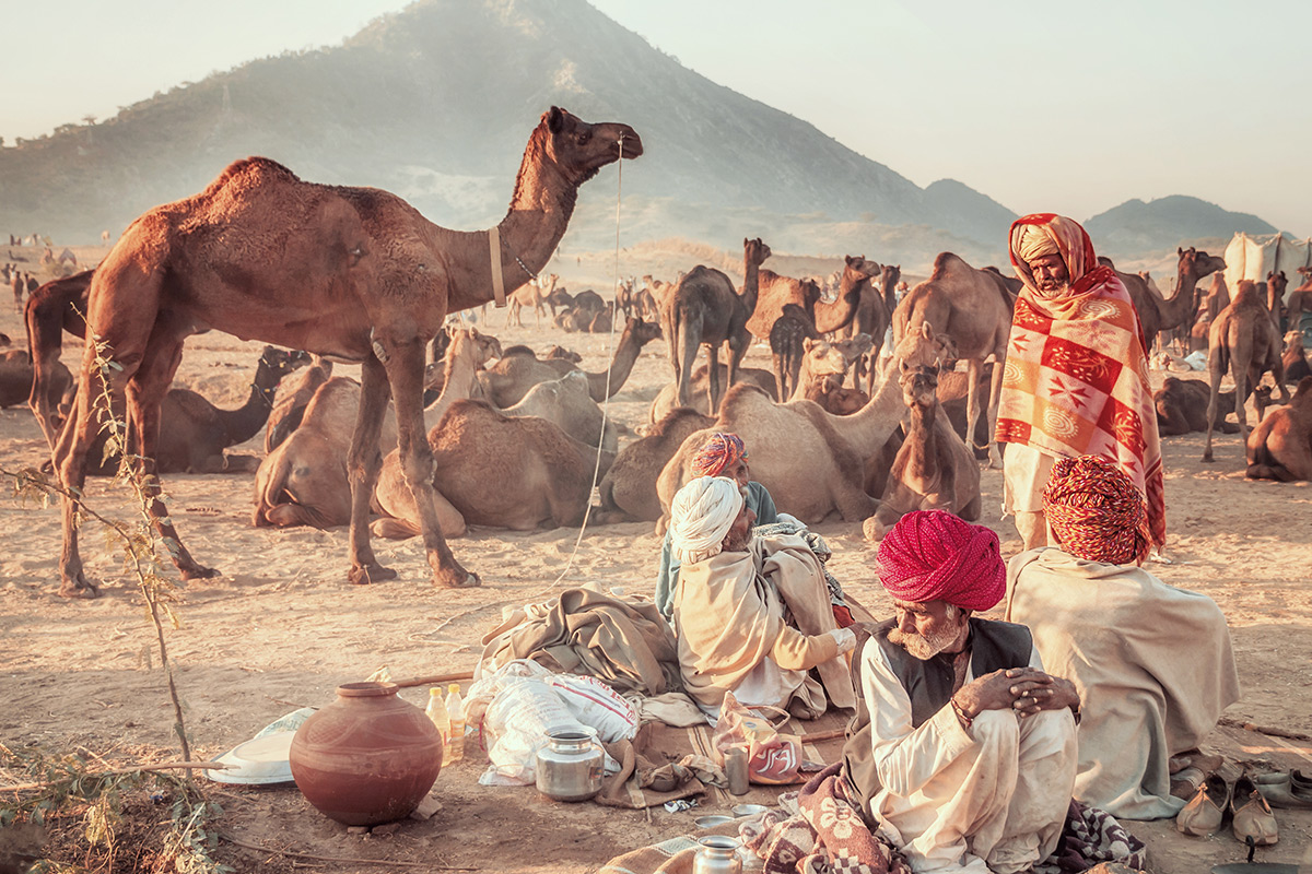 Pushkar Camel Fair i Rajasthan med kameler og marked