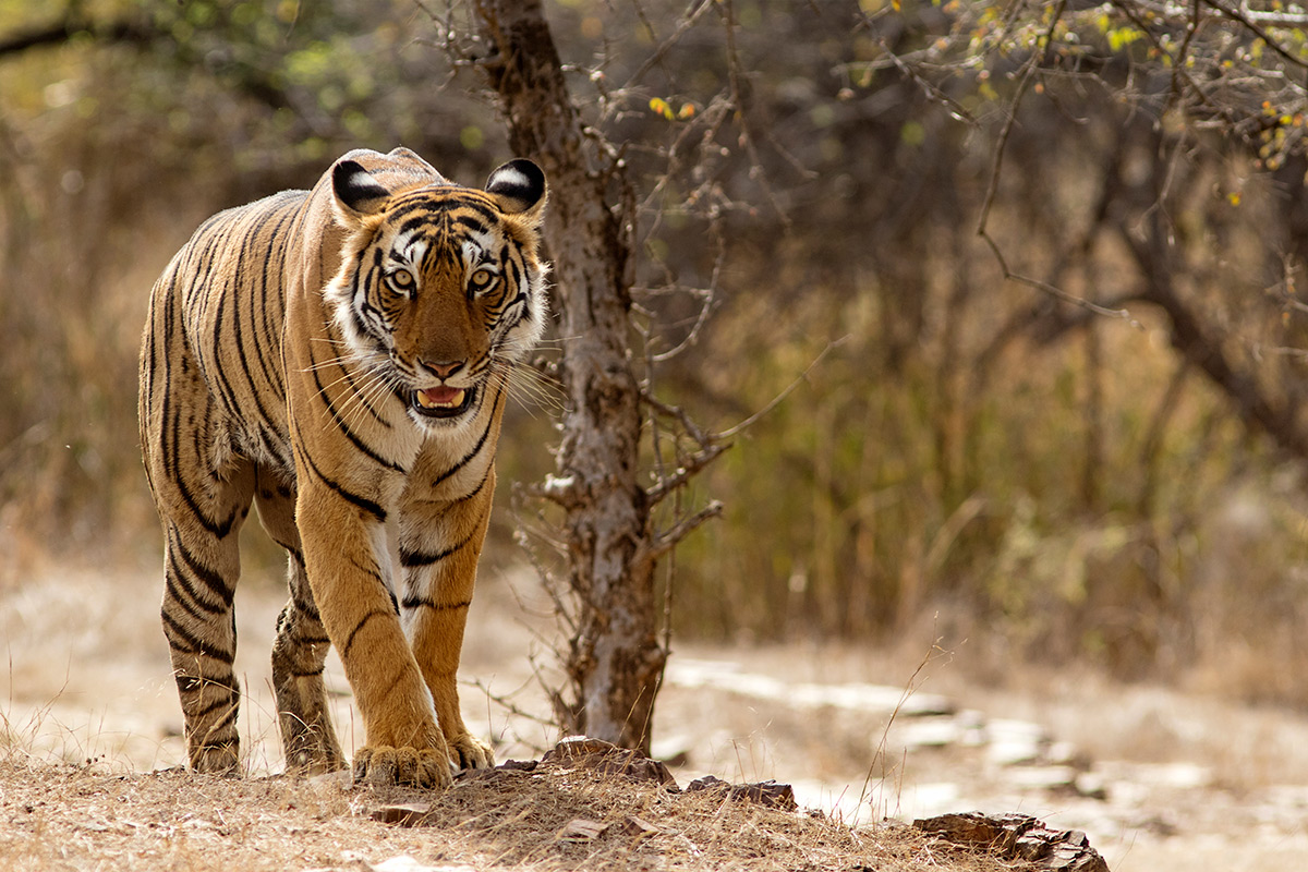 Safari i Ranthambore nasjonalpark med mulighet for å se bengaltiger