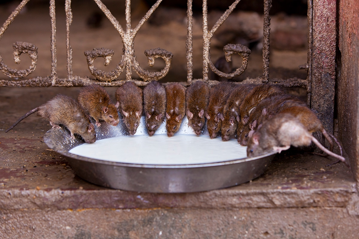 Hellige rotter ved Karni Mata-tempelet utenfor Bikaner i Rajasthan